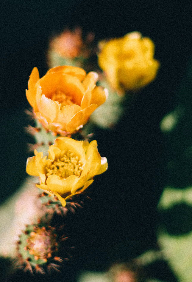 Gin Eva "S'HORABAIXA" Mallorca Dry Gin, 45% vol., 0,7L